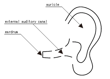 ear